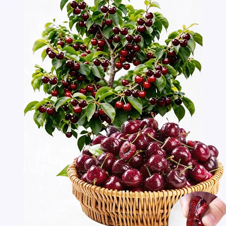 [No fruit, full refund] Premium Giant Sweet Cherry Sapling