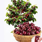 [No fruit, full refund] Premium Giant Sweet Cherry Sapling