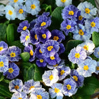 Primrose - Spring's First Bloom