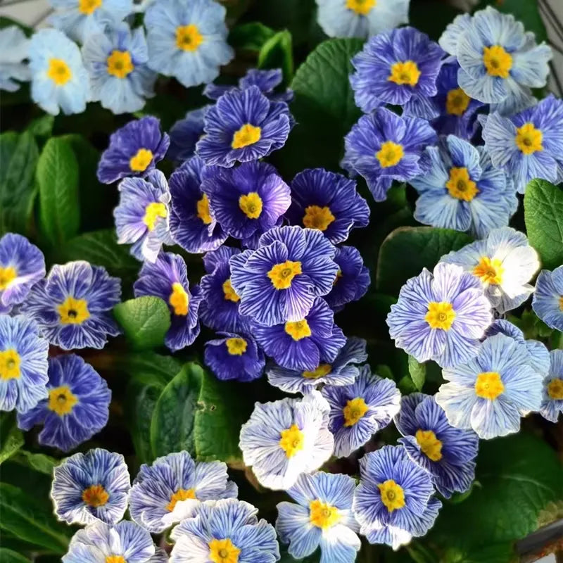 Primrose - Spring's First Bloom