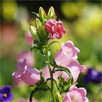Chimes Flowers Seeds