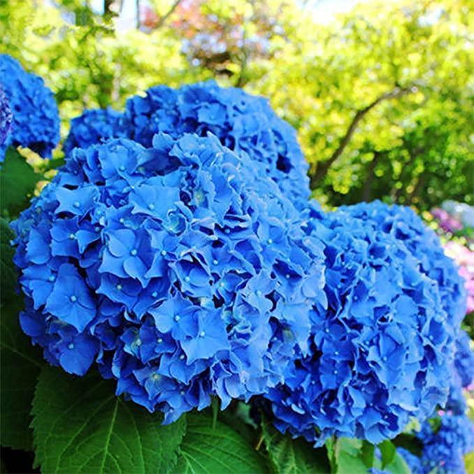 🔥 Limited Edition! Red, White & Blue Hydrangeas for America’s 250th 🇺🇸