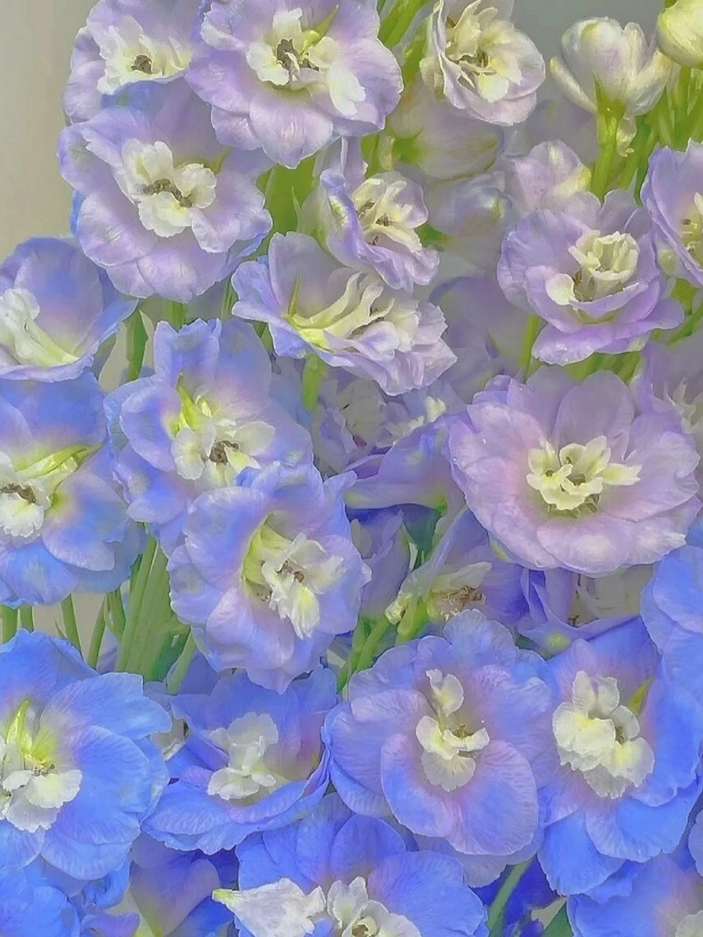 Delphinium Seeds-Mixed 7 Colors