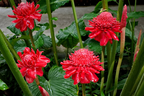 Porcelain rose seeds-Etlingera elatior-Torch Ginger