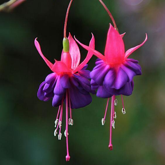 🧚🏼Fuchsia Flowers Seeds-Dancing Elf🪴Bonsai