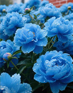 Silver light Peony Seeds – Symbol of luck and wealth