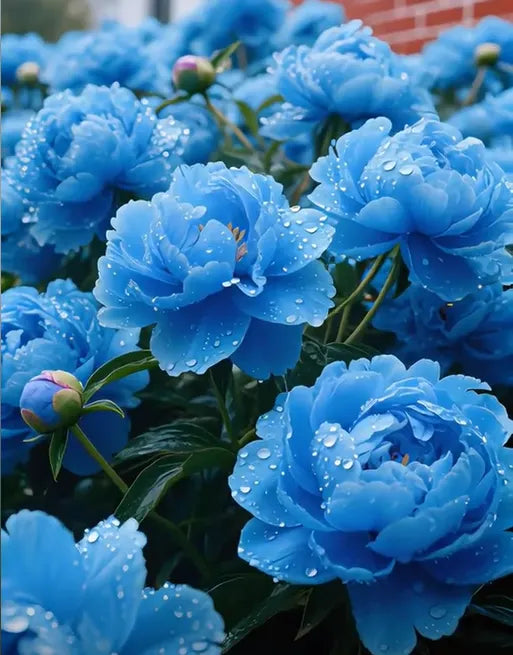 White Peony Seeds – Symbol of luck and wealth