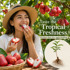 Live Wax Apple Tree Starter – Sweet, Crisp Tropical Fruit