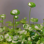 🍀Hydrocotyle Vulgaris Seeds-Copper Coin Grass