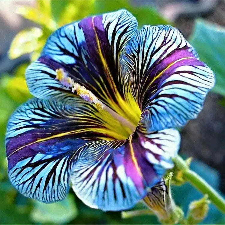 Multi-Colored  Petunia-Chilean Morning Glory Seeds