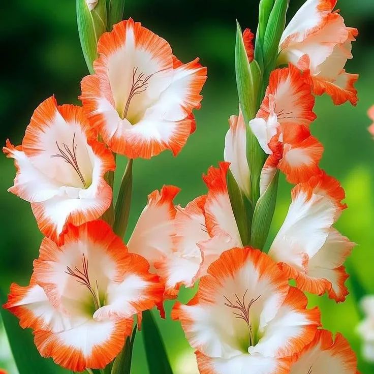 Blue Nebula Gladiolus Corms🌺