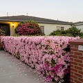 Stunning Azaleas – Red, Pink, White & Dreamy Mixed Colors | Four-Season Garden Delight