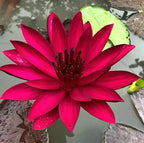 🌸[7 days germination]Last Day Sale - 50% OFF💐The Sacred Bonsai Bowl Lotus Flower