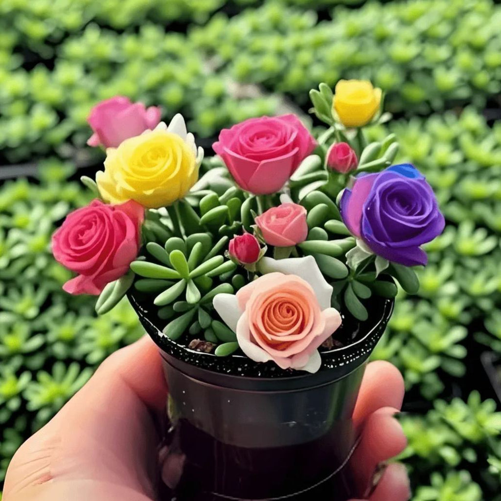 🌹🎉Double-flowered Rose Orchid Bulbs-Cold-resistant and fragrant