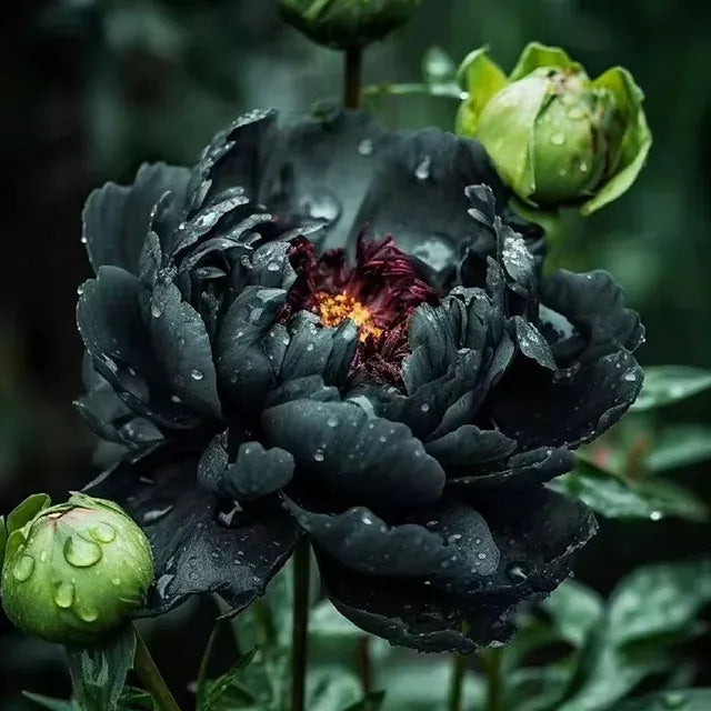 White Peony Seeds – Symbol of luck and wealth