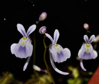Utricularia sandersonii Seeds