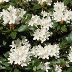 Stunning Azaleas – Red, Pink, White & Dreamy Mixed Colors | Four-Season Garden Delight