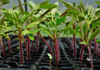 100% Germination rate-Waterfall Tomatoes Seeds-High Yield