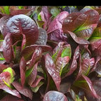 Coffee Leaf lettuce Seeds-🪴Harvest Within 30 days-Fewer Pests