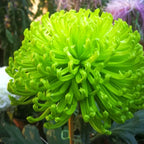 Mixed Spider Mums Flower Seeds-Over 20 Colors