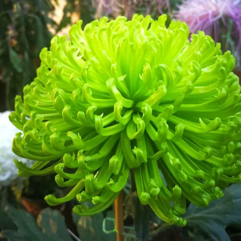 Mixed Spider Mums Flower Seeds-Over 20 Colors