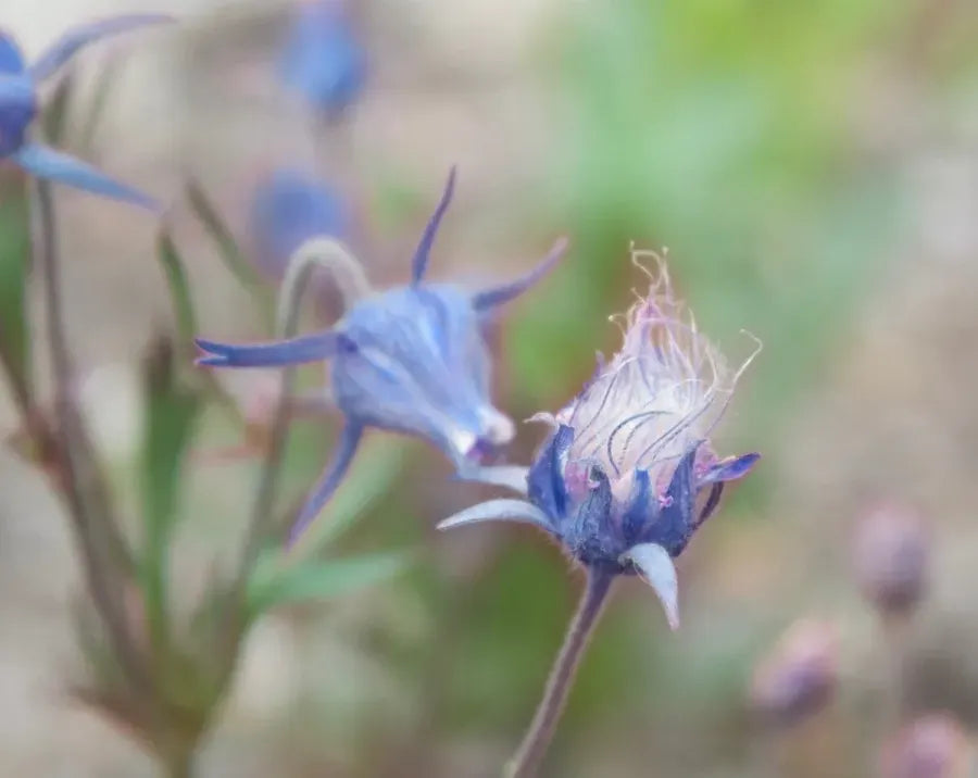 Blue Prairie Smoke Flower