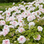 🌺PEONY FLOWER SEEDS