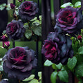 Black Baccara Seeds
