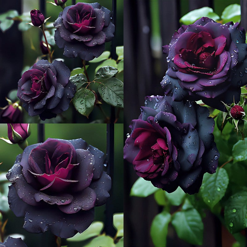 Black Baccara Seeds