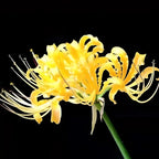 Spider Lily Bulbs-Multicolor🌈