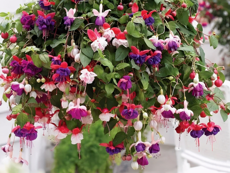 🧚🏼Fuchsia Flowers Seeds-Dancing Elf🪴Bonsai