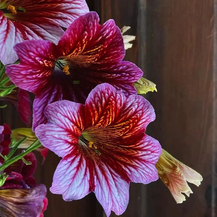 Chilean Morning Glory Seeds