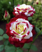Rare Twin Roses-Sunset Glow