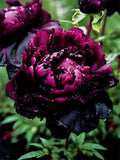 🌺PEONY FLOWER SEEDS