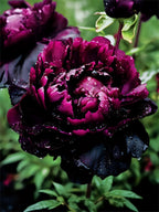 🌺PEONY FLOWER SEEDS