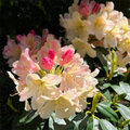 Alpine Azalea Seeds 🌸 Rare Species