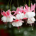 Fuchsia Seeds - Lantern flower