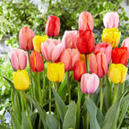 100 x Darwin Hybrid Mix Tulip Seeds