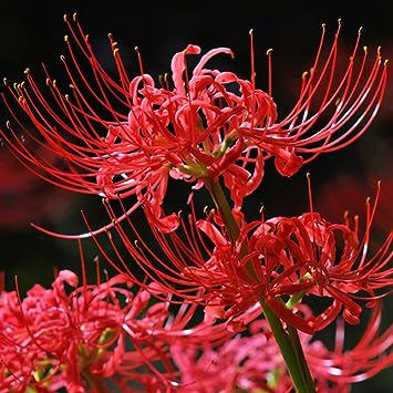 Spider Lily Bulbs-Multicolor🌈