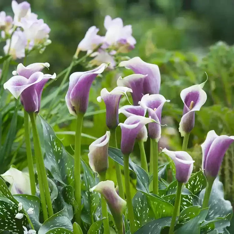 Calla Lily Bulbs – The Magical Bloom That Never Fails