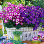 Cineraria Mix Flower Seeds-Over 10 Colors