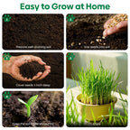 Grow Fresh Cat Grass Seeds at Home