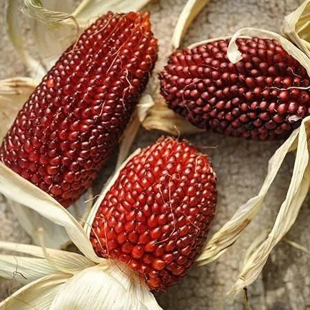 🍓&🌽Strawberry Corn seeds - 2023 popular seeds