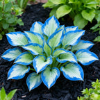 Muticolor Hosta Seeds-Perennial Shade Plant for Garden and Yard Plant🌈God's Artistic Canvas