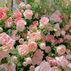[3 days germination]🔥Last Day 49% OFF🌺Climbing Rose Seeds