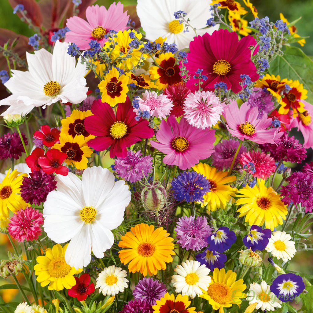 Mixed Perennial Flowers Seeds-Over 60 kinds mixed-Easy care