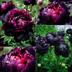 Silver light Peony Seeds – Symbol of luck and wealth