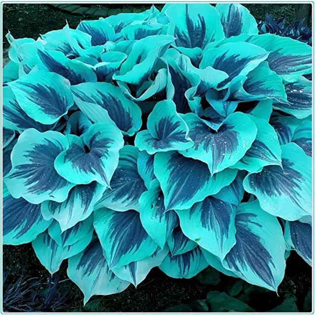 🌈RARE MULTI-COLORED HOSTAS SEEDS