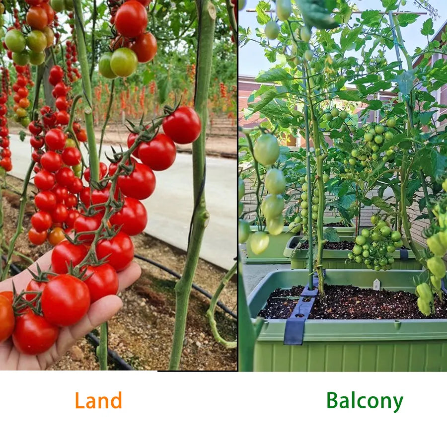 100% Germination rate-Waterfall Tomatoes Seeds-High Yield