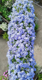 Blue Plumbago Flower Seeds - Blue Gem in the Garden